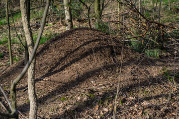 Birgeler Urwald 