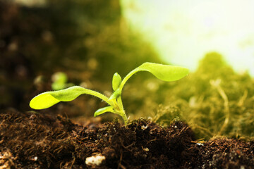 Small tree growing with sunrise. Concept of plant growth, new life growth ecology business financial progress