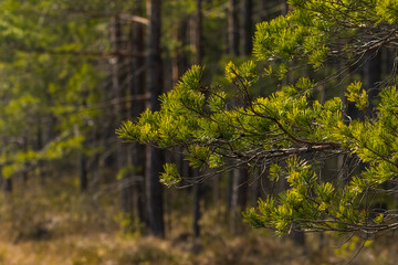 A beautiful forest landscape during early spring in Northern Europe. Springtime scenery in woodlands.