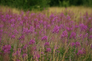 Obraz premium field of purple flowers