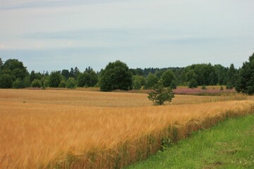 Obraz premium field of wheat in summer