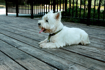 white terrier on the street
