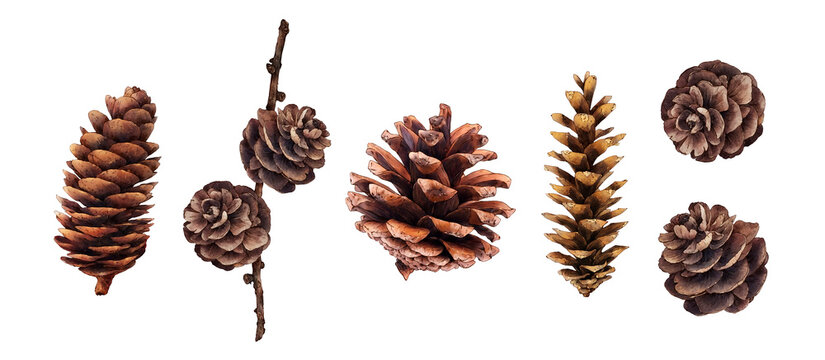 Set of pine cones isolated on white background. Hand painted watercolor. Botanical hand drawn illustration. Cones of coniferous trees, forest elements 
