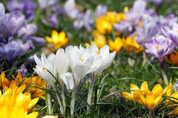 Obraz premium white crocus bush grows in the garden in spring
