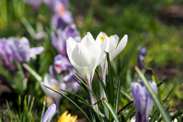 two white small crocus buds growing against the background of lilac crocuses in the park side view