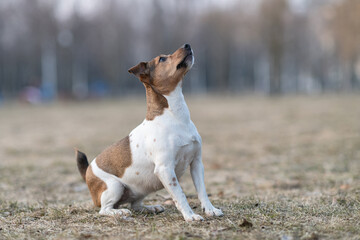 Young handsome jack russell terrier playing in the evening park.