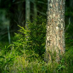 A beautiful forest scenery with spruce trees. Fir tree in a springtime woodlands of Northern Europe.