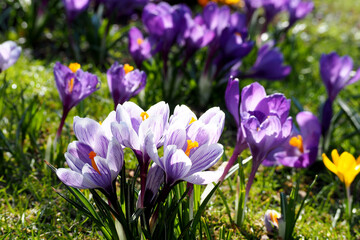close-up lilac crocuses grow in the park side view. spring flowers