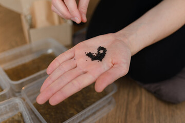 Planting arugula in microgreen soil substrate in a plastic container