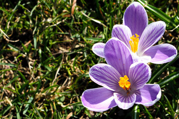 two white and lilac small crocus buds growing on in the park top view