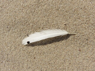 feather on the beach