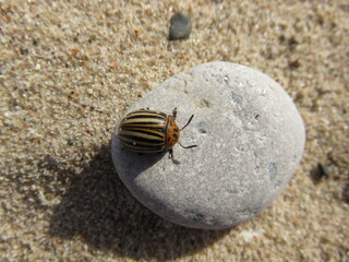bug on the sand