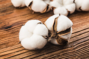Cotton on a wooden background