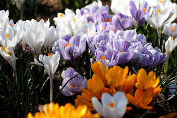 lots of white with purple stripes and all white crocuses grow on a sunny day in the garden side view