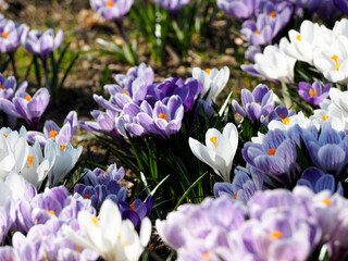 many small white and lilac crocuses grow in the park on a sunny spring day side view
