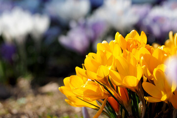 close up a bush of small yellow crocus flowers grows against a background of lilac crocuses in the...