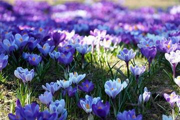 many purple and white crocuses grow in a park in Europe