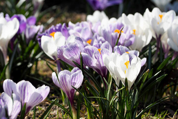 crocuses in the garden . white crocuses with purple stripes grow in the garden on a sunny spring day. side view