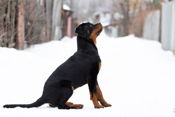 The Rottweiler dog sits in the snow and listens to raising its head. A 5-month-old Rottweiler sits outside in the winter amid the snow. Rottweiler with a tail. A pure-blooded pet. High quality photo