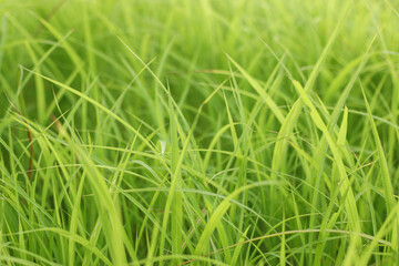summer background with fresh grass. Soft Focus. Nature Background.
