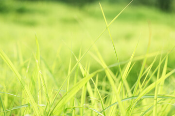 summer background with fresh grass. Soft Focus. Nature Background.