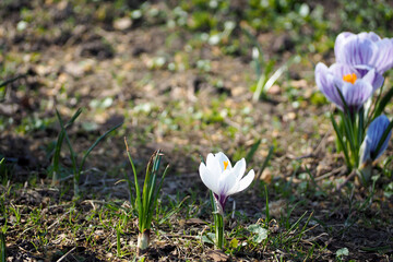 a white and lilac small crocus bud grows on the park side view . spring
