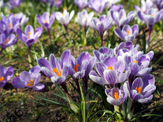 crocuses in the spring . white with purple stripes and white crocuses grow in the garden on a sunny day. side view