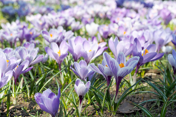 purple and yellow flowers . lots of purple crocuses in the park on a sunny day in Europe . side view