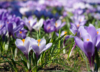 crocuses in the garden . white crocuses with purple stripes grow in the garden on a spring day. side view