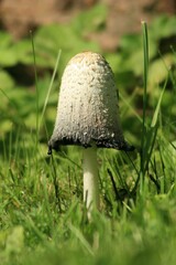mushroom in the grass