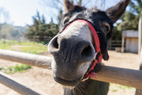 Closeup view of donkey in a farm.Portrait cute funny donkey