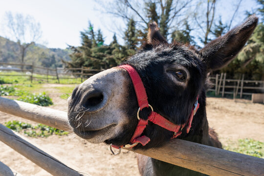 Portrait of cute donkey in a farm