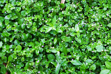 Green corsican carpet with small flowers.