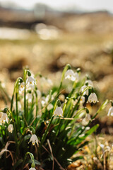Leucojum vernum called spring snowflake.First spring white flower with green and yellow marks.Beautiful blooming flowers at sunset blurred background.Macro nature photo for wallpaper or greeting card