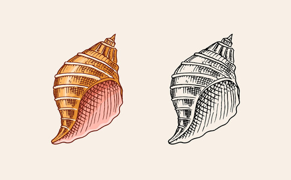 Sea shell or mollusca different forms. Engraved hand drawn in old sketch, vintage style. Nautical or marine, monster or food. animals in the ocean.