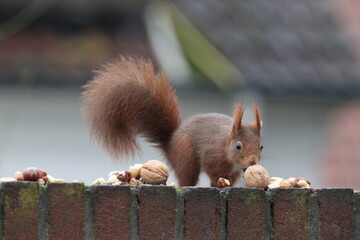 Red squirrel on the fence in Germany, Münster. Nuts, walnut. Endangered species. Save the planet.