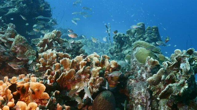 School of Chromis in coral reef of Caribbean Sea, Curacao