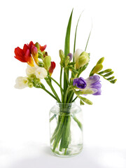 posy of multicolor freesia flowers close up