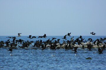 Naklejka premium group of cormorants