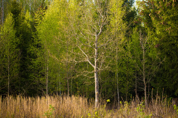 Fototapeta na wymiar A beautiful forest landscape in the late spring. Woodlands during the sunrise in sprintime in Northern Europe.