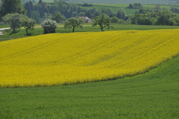 Obraz premium Rapsfelder