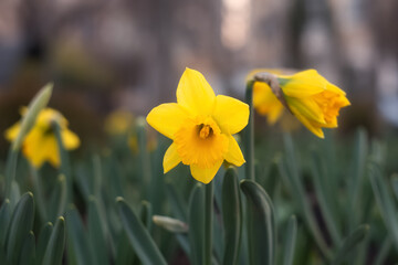 Fototapeta premium Spring flowers background. Yellow narcissus (daffodils) close up bloom in the garden. Field of narcissus.