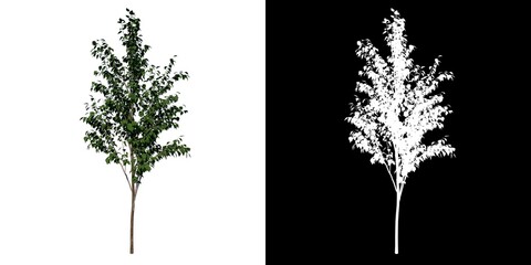 Front view of Plant ( Betula utilis  Himalayan birch 2 ) Tree png with alpha channel to cutout made with 3D render 