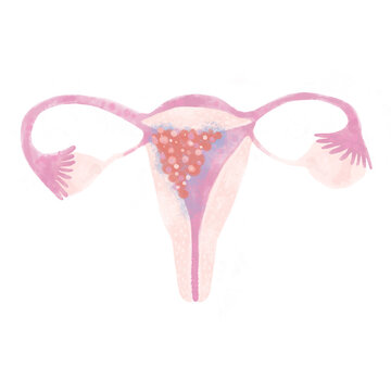 Female reproductive system. Isolated illustration on a white background.