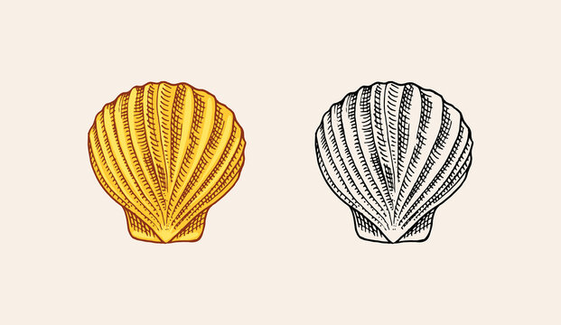 Sea shell or mollusca different forms. Engraved hand drawn in old sketch, vintage style. Nautical or marine, monster or food. animals in the ocean.