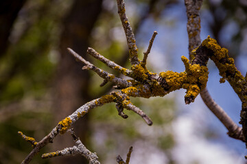 Detail of a Tree Branch Covered in Moss