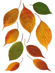 Naklejka premium arrangement of autumn leaves isolated on white