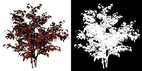 Front view of Plant ( Cercis canadensis Eastern Redbud 3) Tree png with alpha channel to cutout made with 3D render 