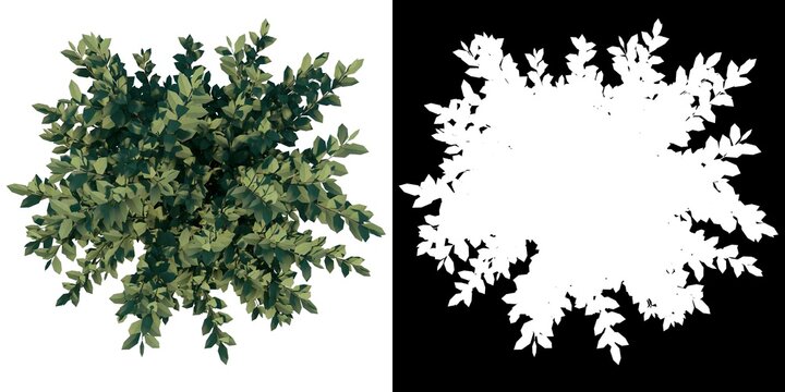 Top view of Plant (Ligustrum ovalifolium Korean privet 1) Tree png with alpha channel to cutout made with 3D render 