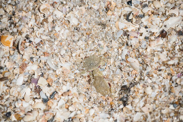 two baby crabs on sand beach and broken shell